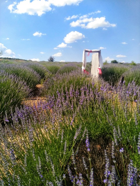Lavanta köyü