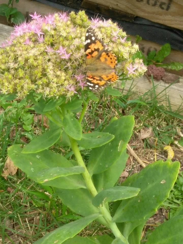 the butterfly