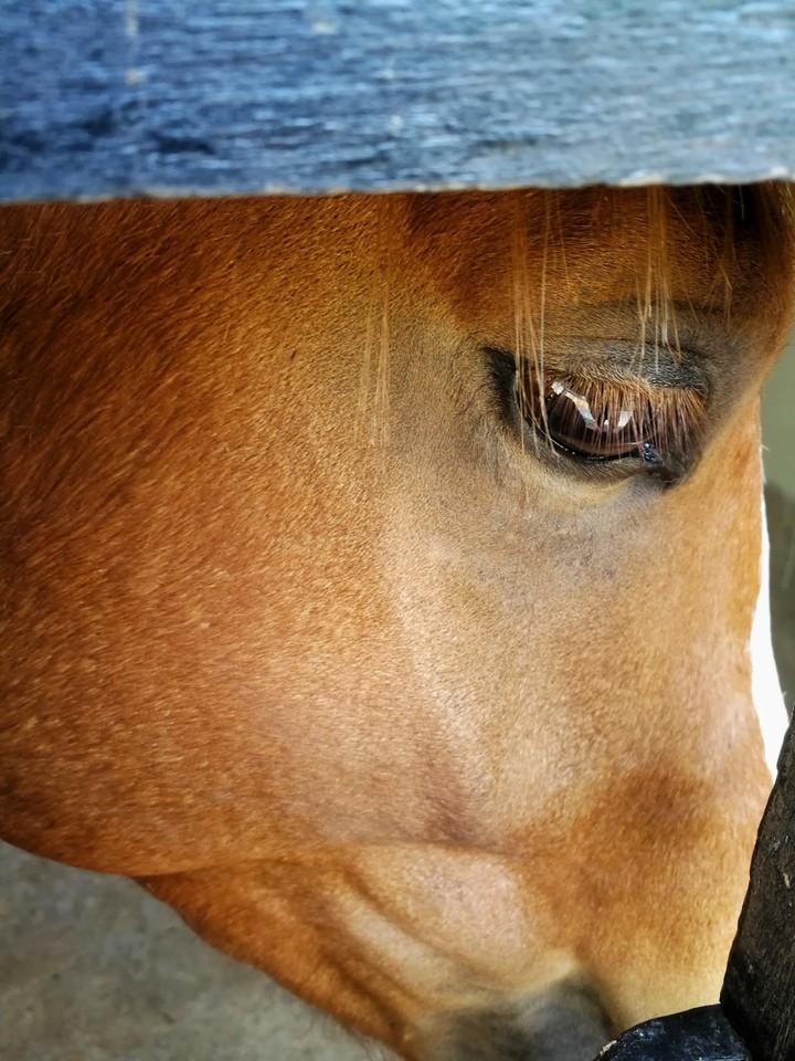 horse