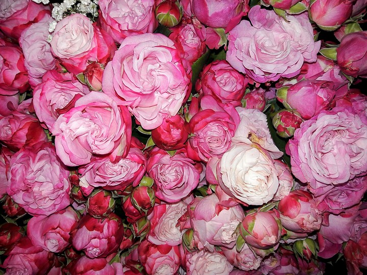 roses
