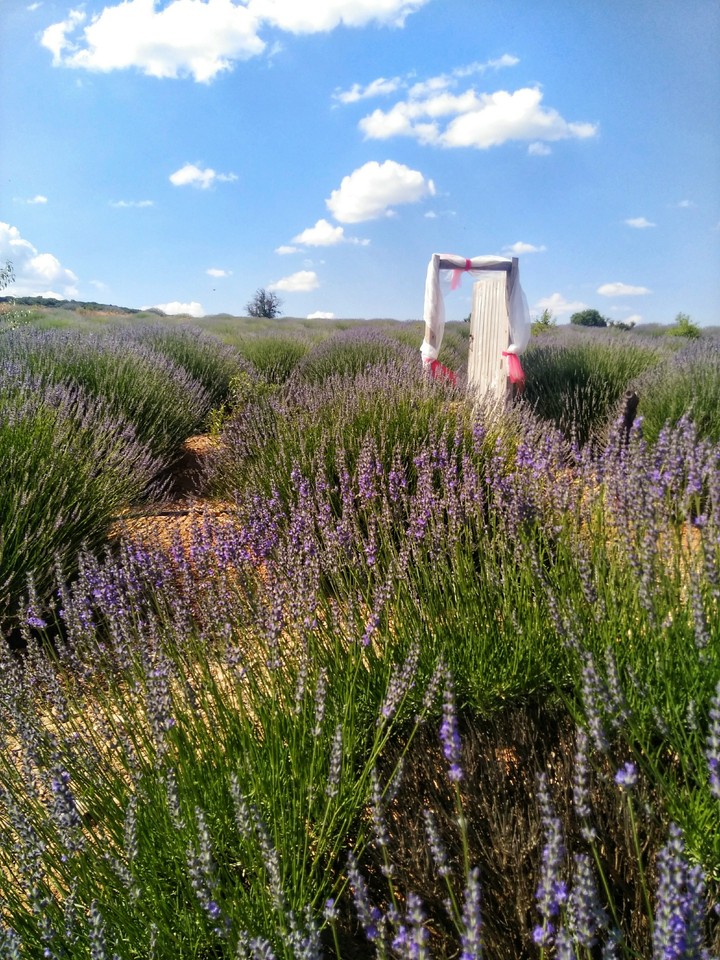 Lavanta köyü