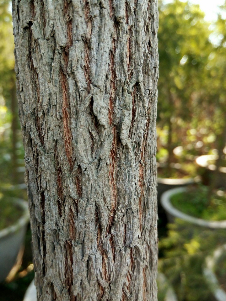 Little tree feom Lahore