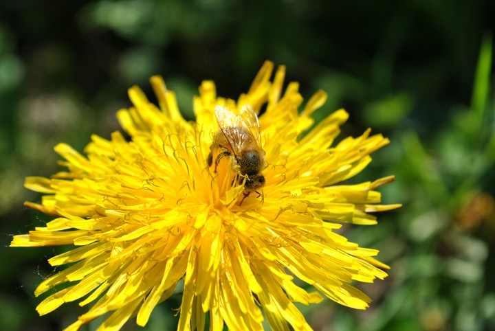 Bee #2