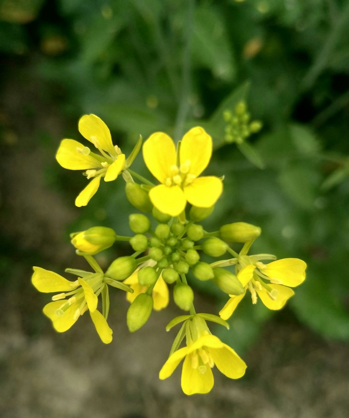 mustard flower
