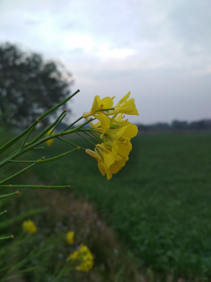 flower of mustars on synset in india