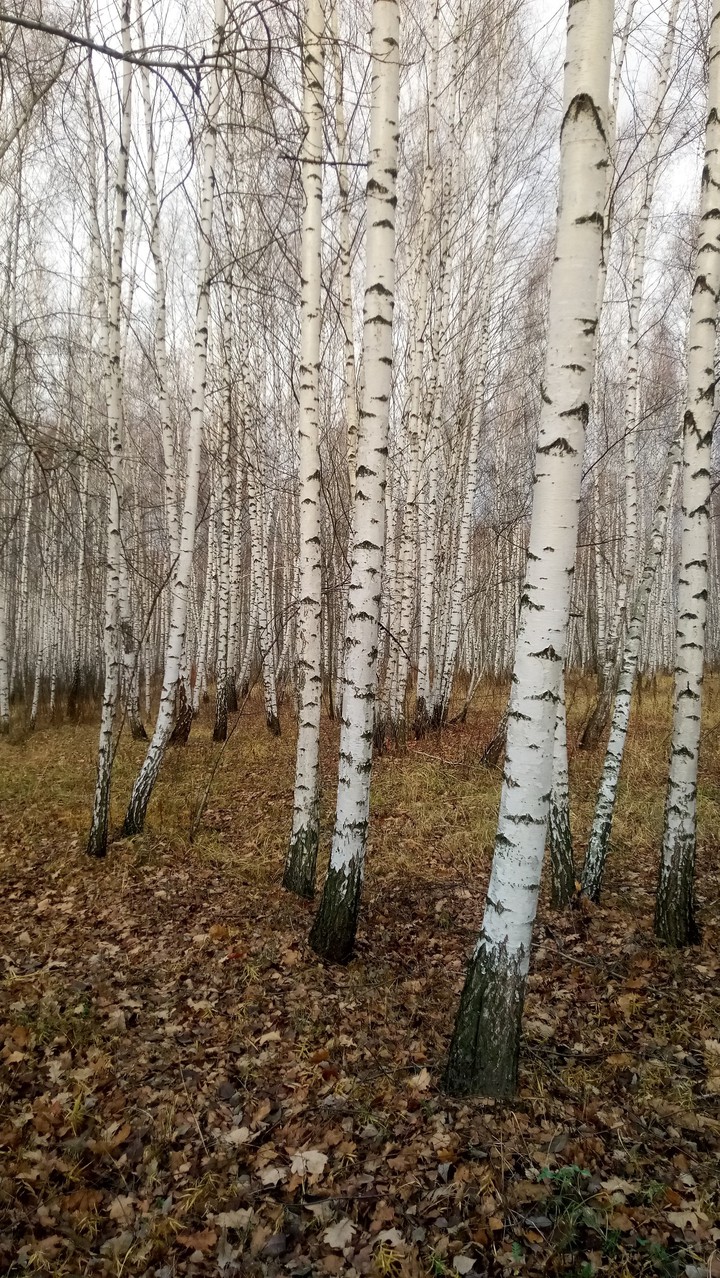 поздняя осень