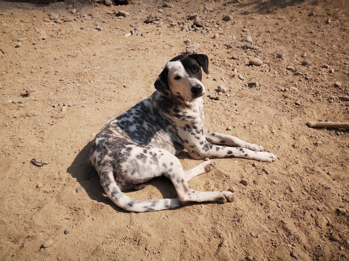 Cruella Stray Dog ?