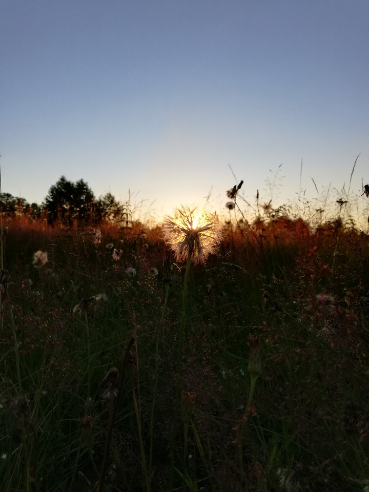 dandelion