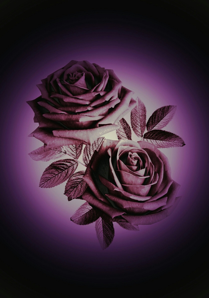 roses with small editing
