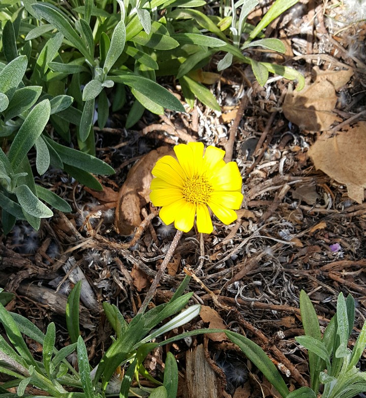 a small yellow Wildflower