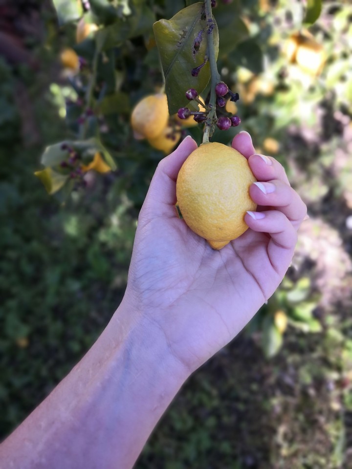 lemon