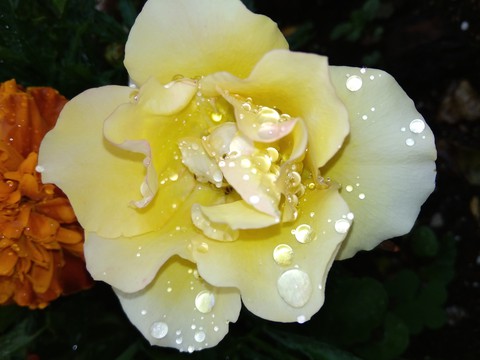 the slow flower