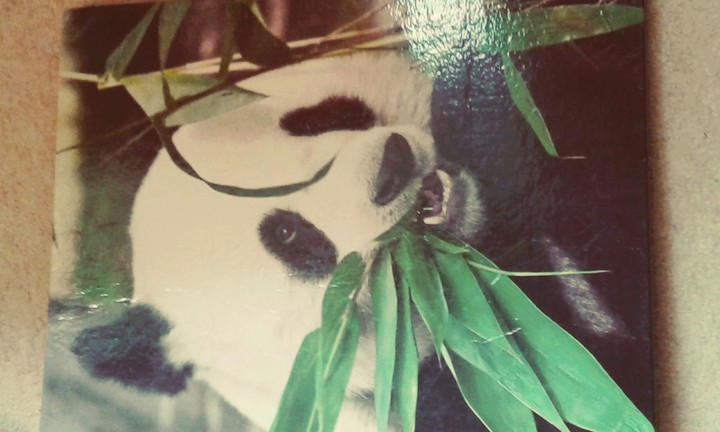 bamboo