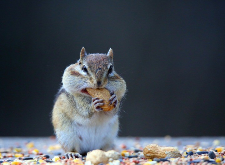 chipmunk