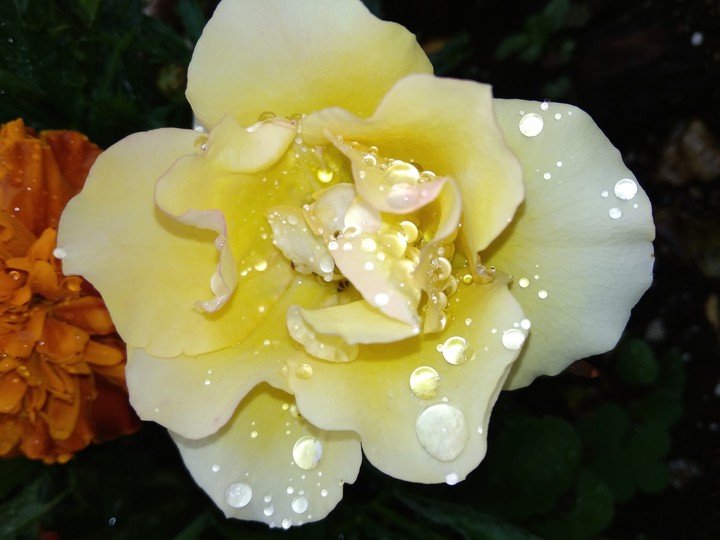 the slow flower