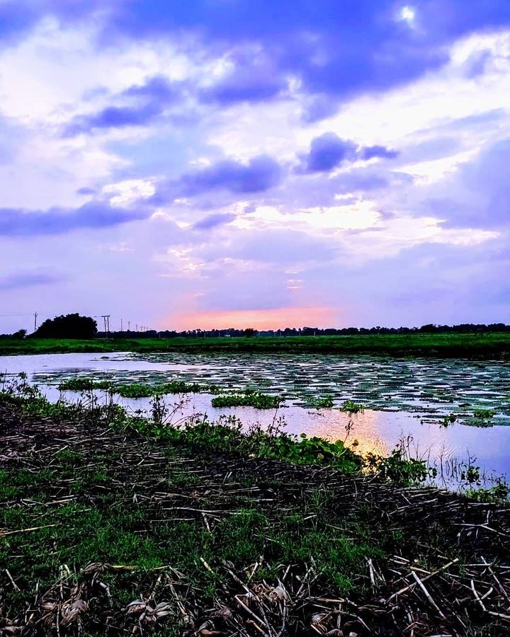 Fox nuts(Makhana) growing on river