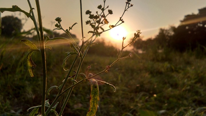 Nature