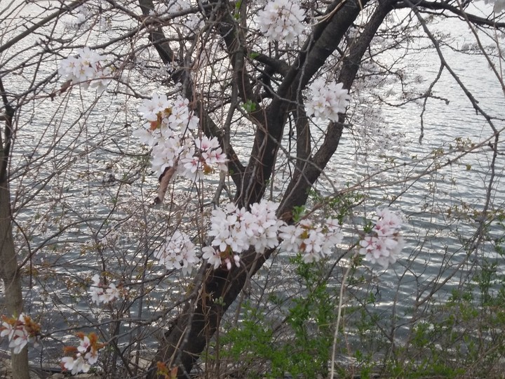 벗꽃