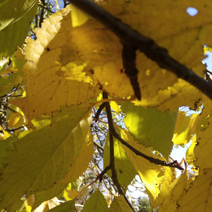 autumn