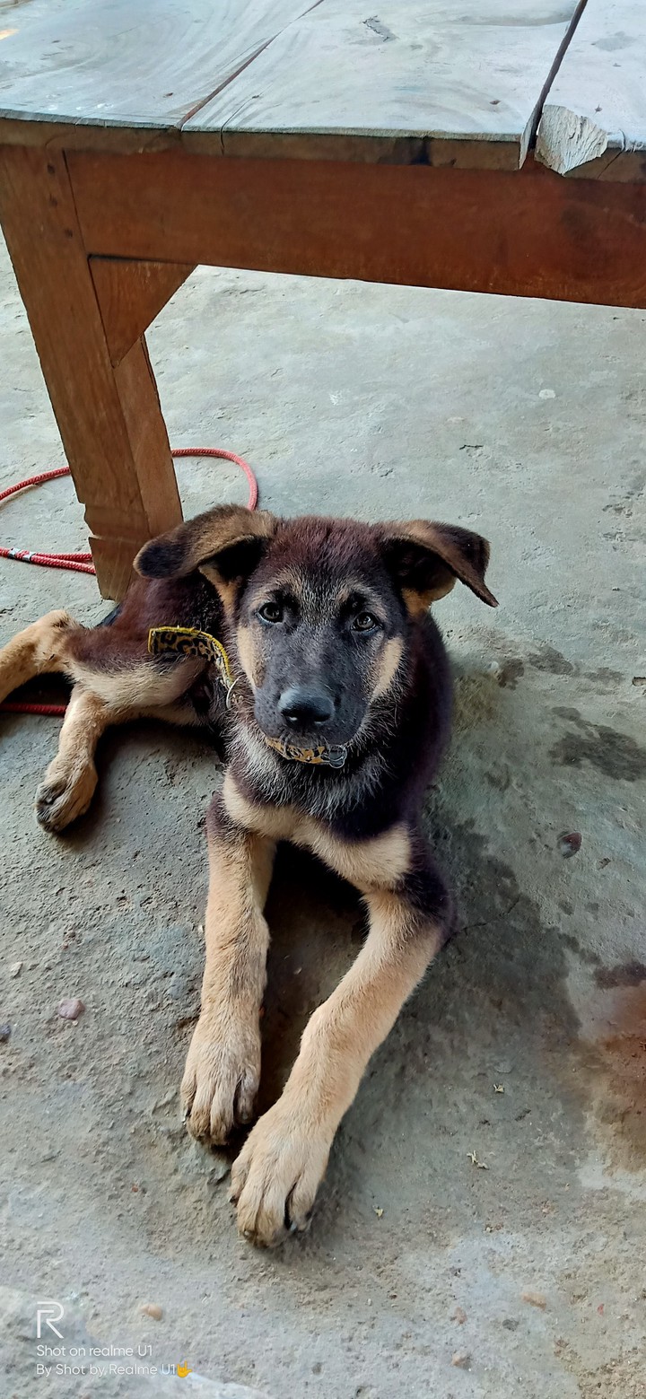 ## Little Dog##