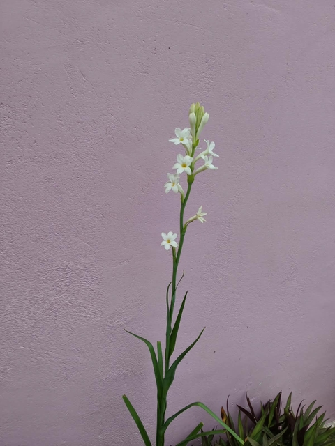lilies, flower wallpapers
