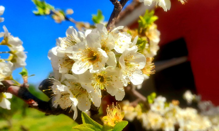 Almond Blossom