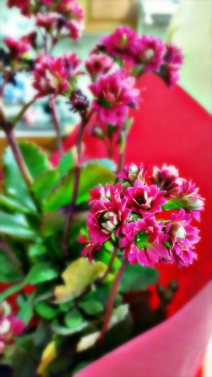 iran - red flower