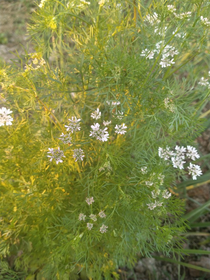 plant
