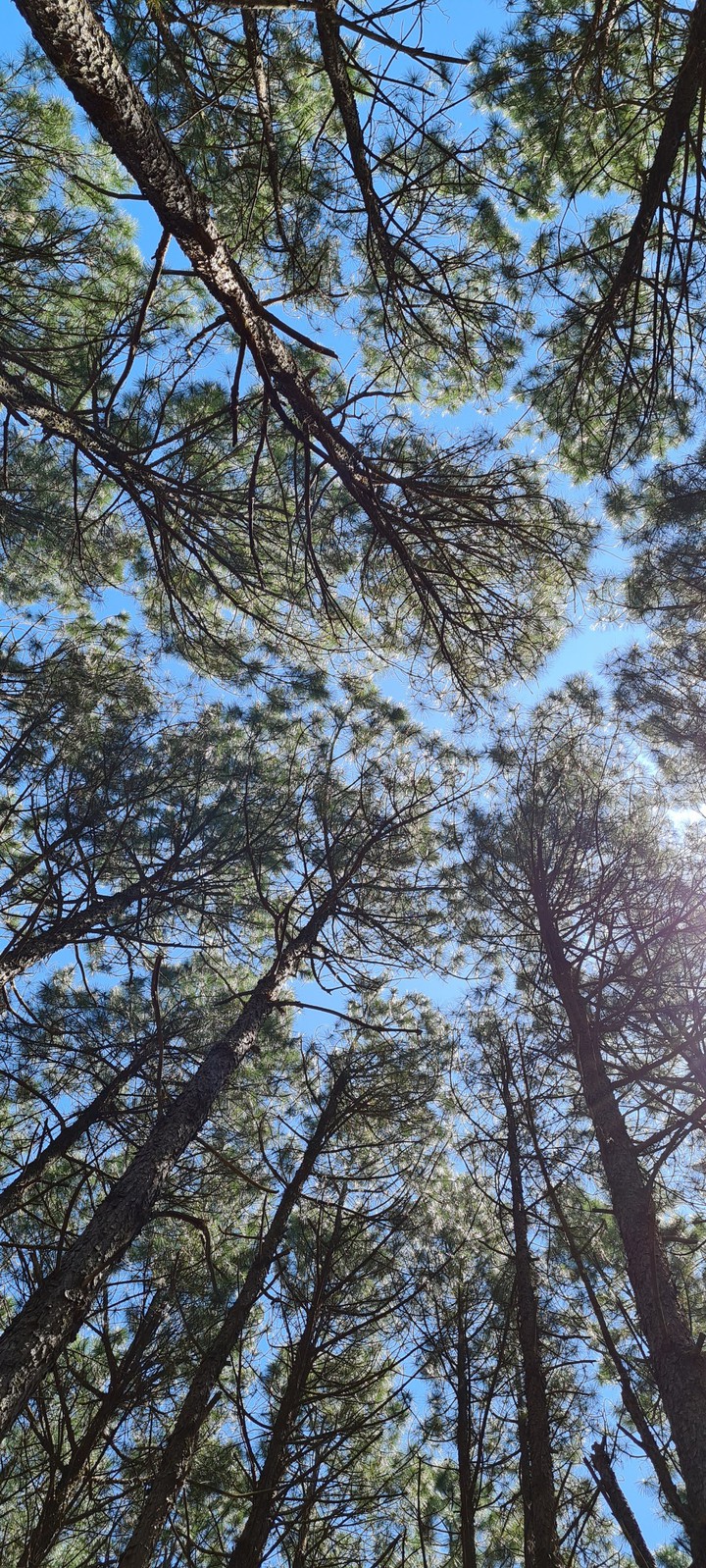 siempre viendo el sol