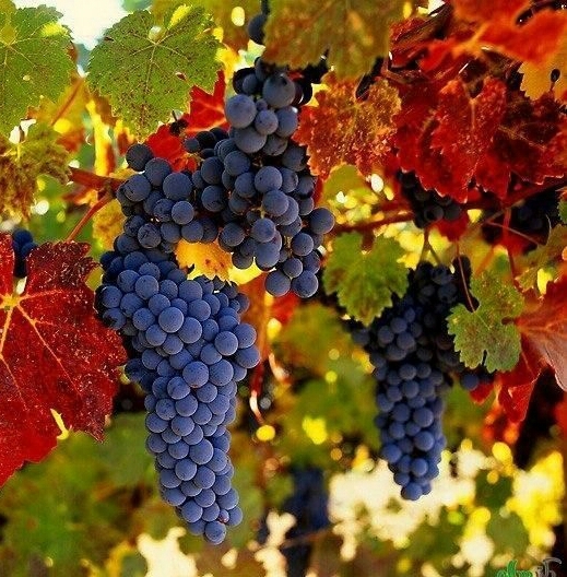 grape
