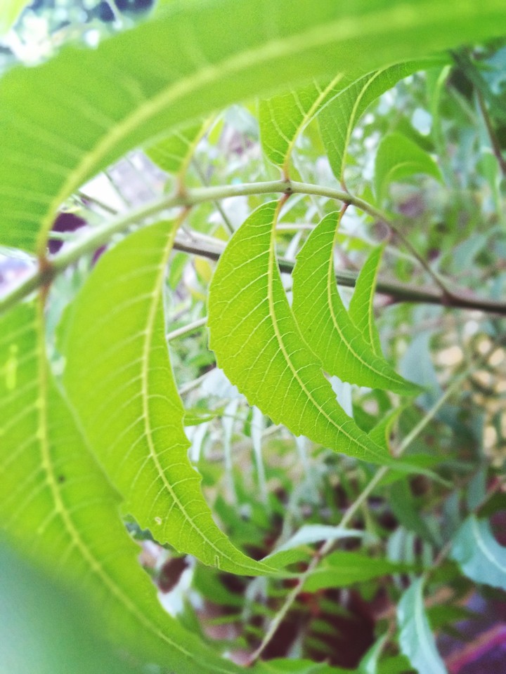 neem