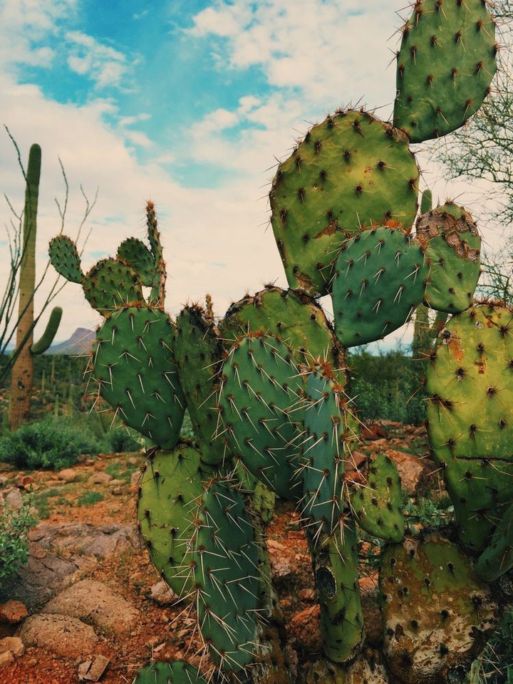 cactus ?