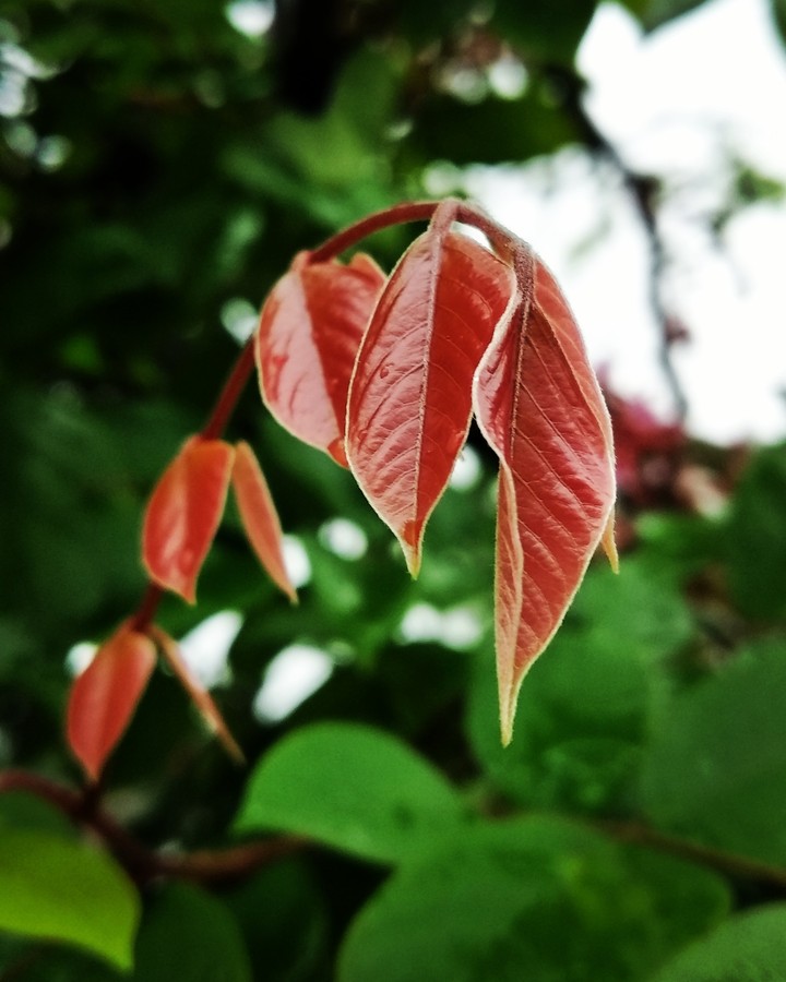#Leaf