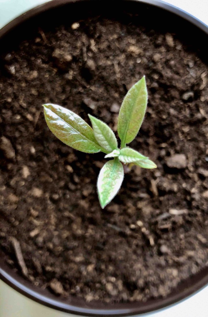 Little Avocado tree