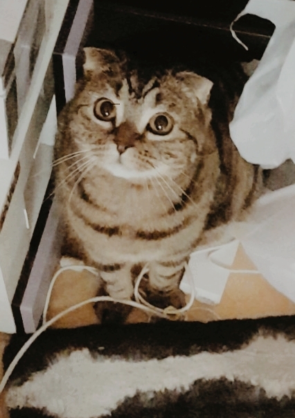 몬드