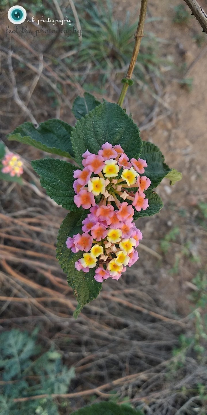 Nature love...