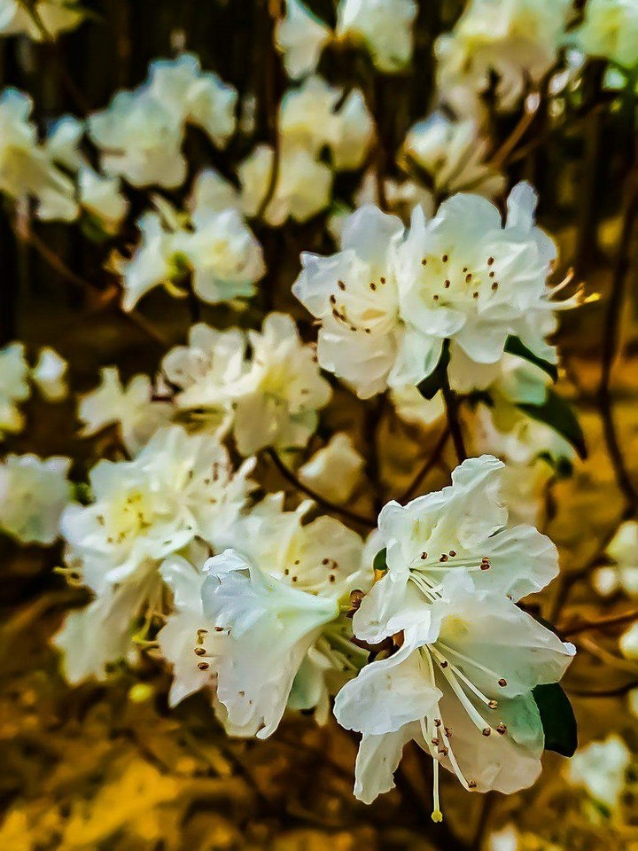 Blushing spring