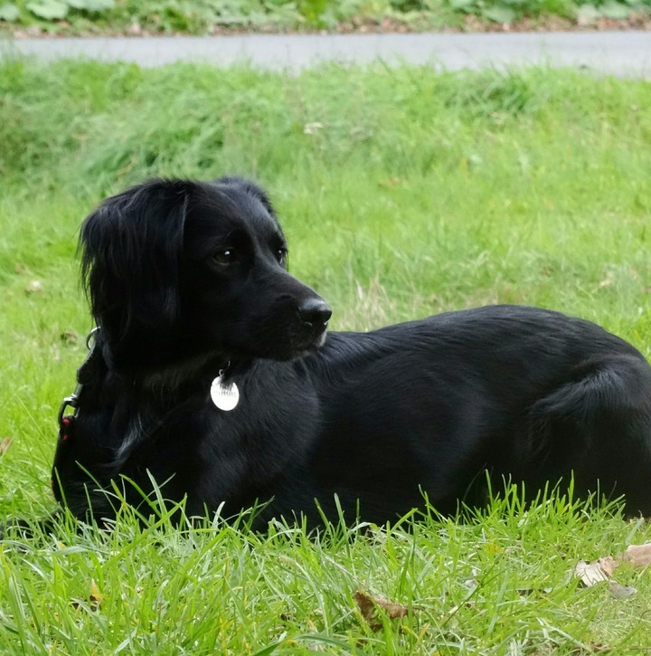 Roxy