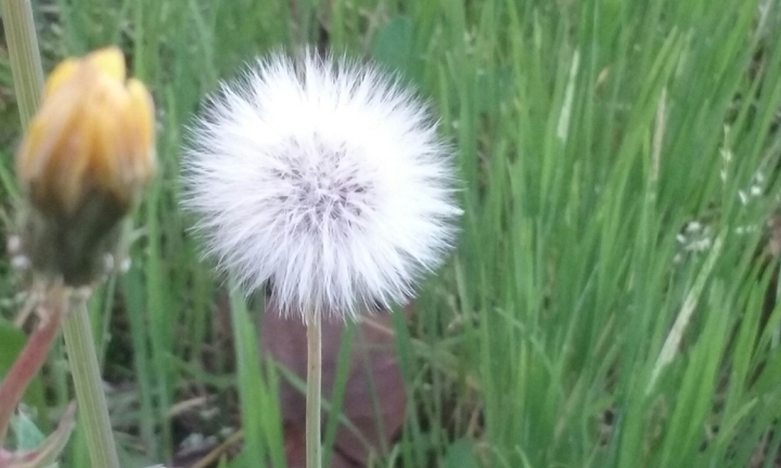 dandelion