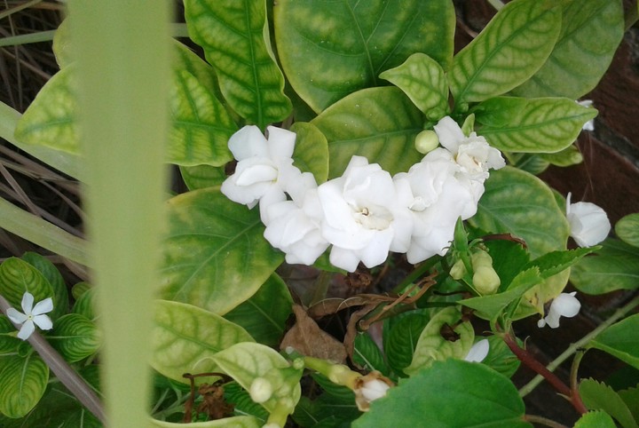 white indicator of peace