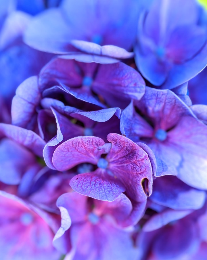 purple