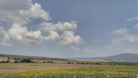 Sunflowers