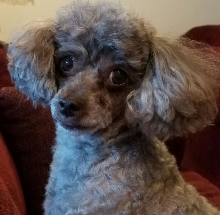 little pebbles