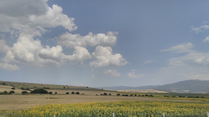 Sunflowers