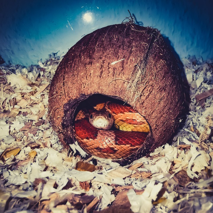 Snake