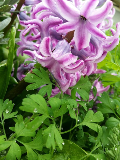flowers and rain