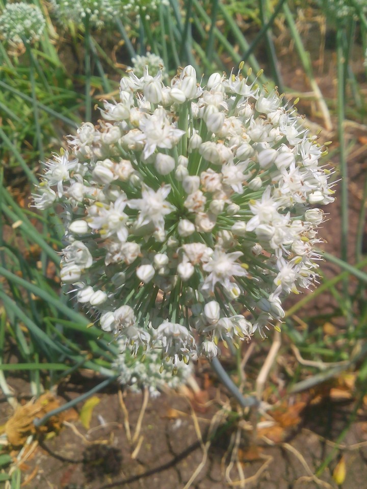 onion flower