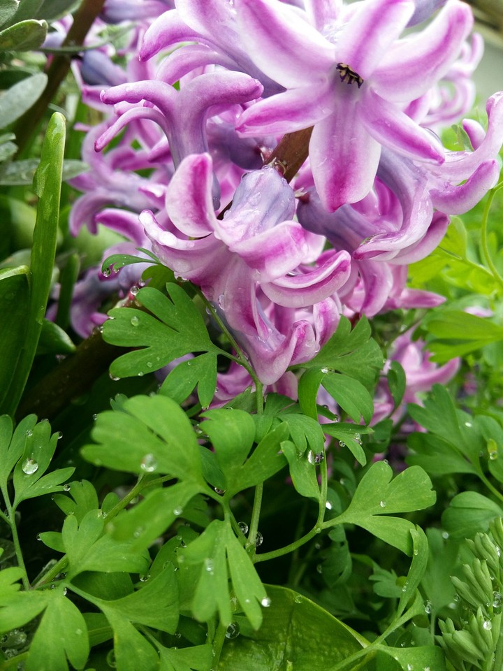 flowers and rain