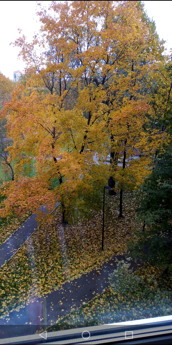 осень, вид из окна