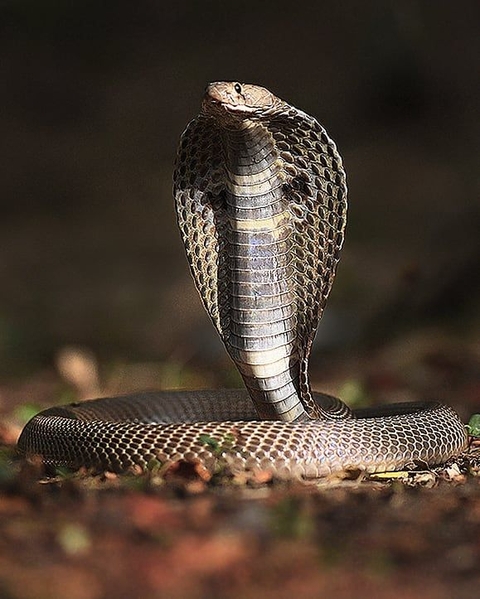 шпалери reptile, snake